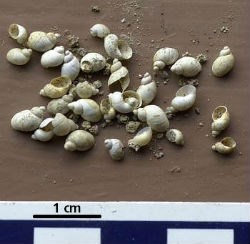 handful of fossil snail shells