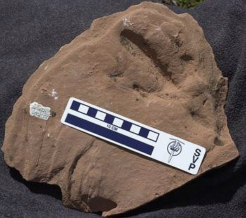 fossil footprint of a large bird