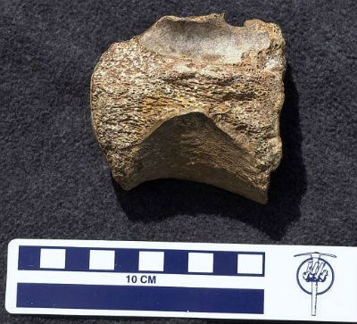 bison vertebrae ~8 cm long