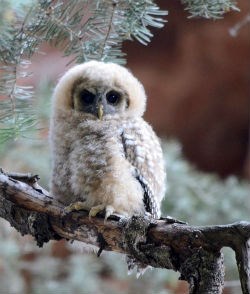 fuzzy baby owlet in a tree