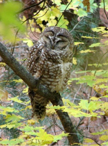 adult Mexican spotted owl in tree, eyes closed