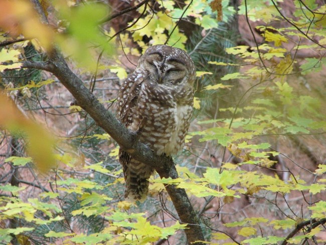 A Mexican spotted owl rests through the sunshine hours.