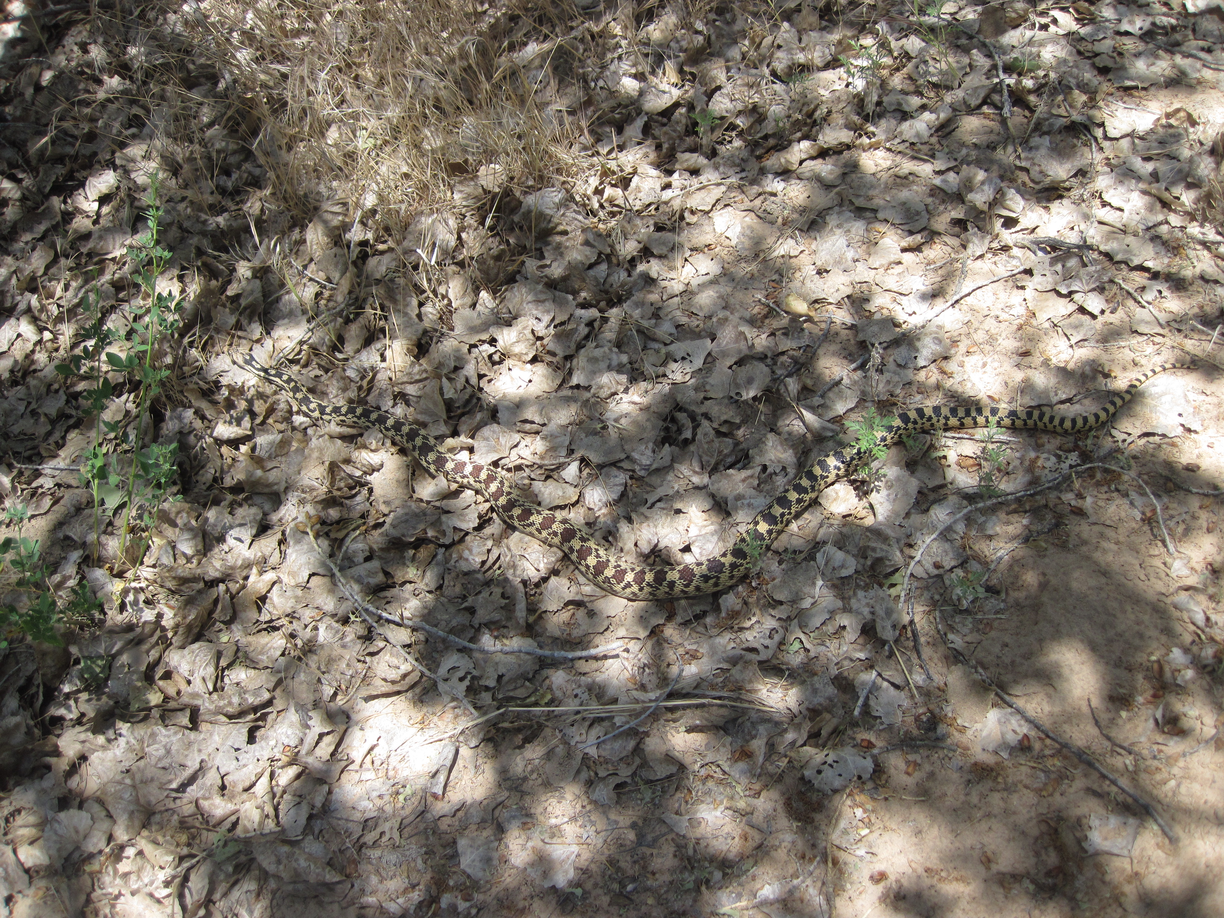 Gopher snake