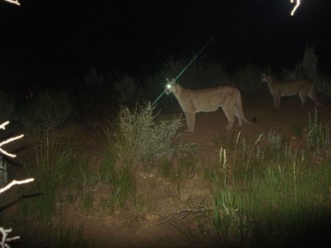 are deer nocturnal are deer nocturnal