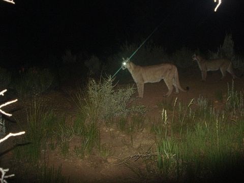 Mountain Lion at night