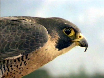Peregrine Falcon Peregrine Falcon