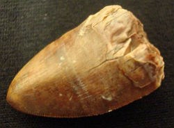 Phytosaur tooth