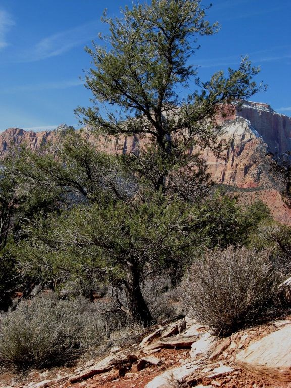 Singleleaf Pinyon Singleleaf Pinyon