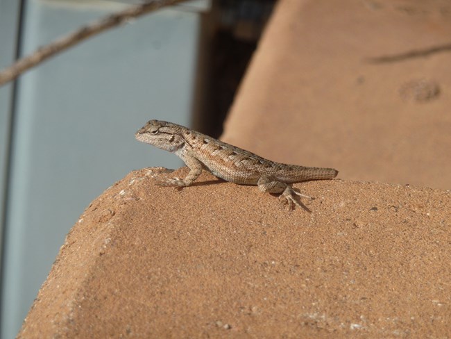 Small, tan lizard with darker spots going along its back. Its tail has recently detached from its body.