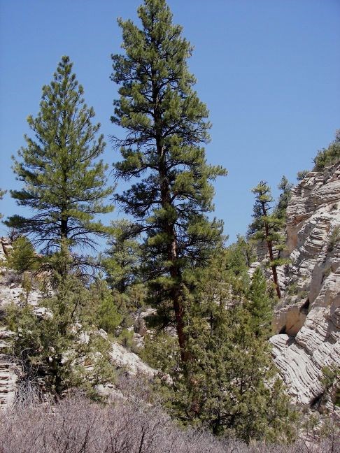 Tall Ponderosa Pine towers over white sandstone rock and small shrubs