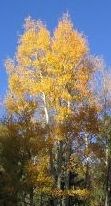Quaking Aspen Quaking Aspen