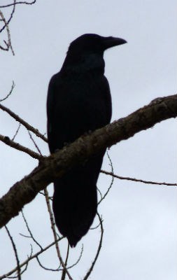 raven silhouetted in a tree
