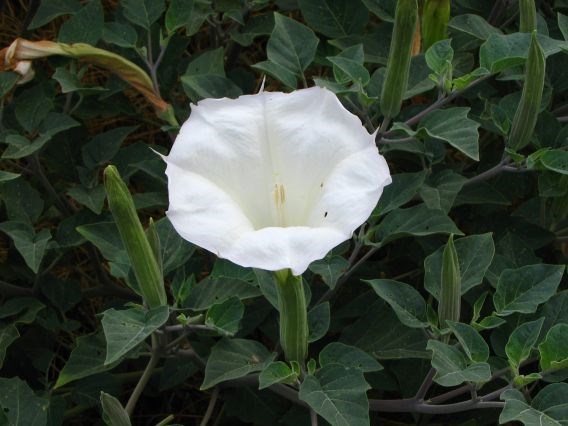 Sacred datura