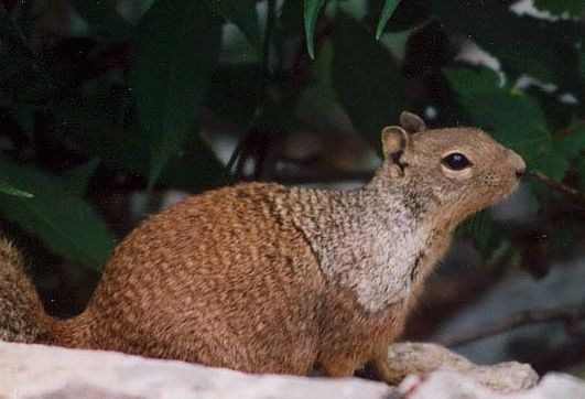 Rock Squirrel