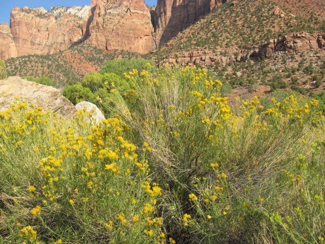 Tall, green shrubs with yellow flowers grow densely in an open field