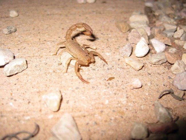 Tan bodied, black backed scorpion with large pincers in front, crawling along sandy trail