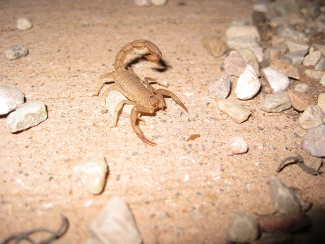 Giant Desert Hairy Scorpion Tan bodied, black backed scorpion with large pincers in front, crawling along sandy trail