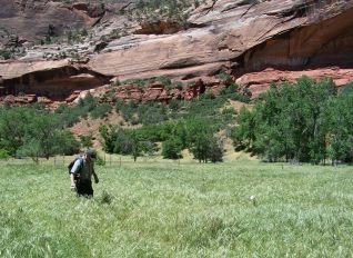 Ripgut brome (Bromus diandrus) Ripgut brome (Bromus diandrus)