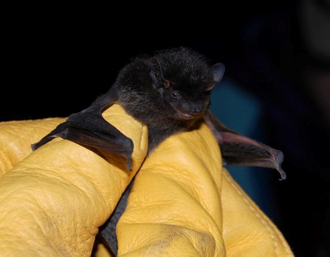 Small Silver-haired bat on a yellow gloved hand