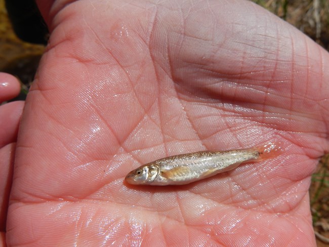 Small fish with yellow tail and spots along its side laying in an open hand
