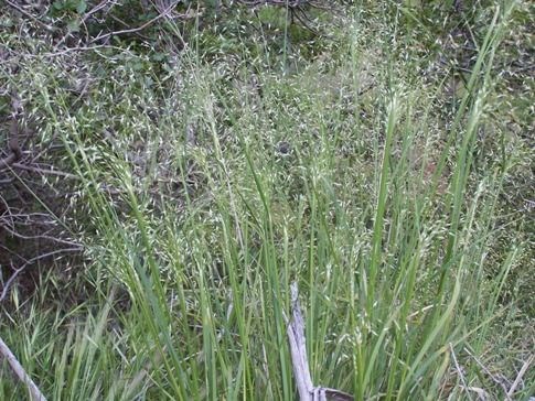 Indian Ricegrass (Stipa hymenoides)