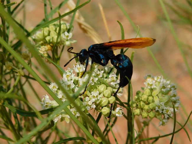 Tarantula Hawk - Danette Perez Black bodied insect with brown wings obtaining nectar from milkweed plant