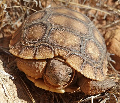 juvenile desert tortoise