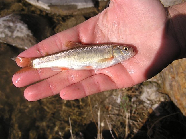 Small, silver fish in a hand