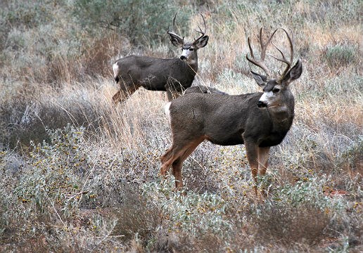 Two mule deer bucks standing in a field