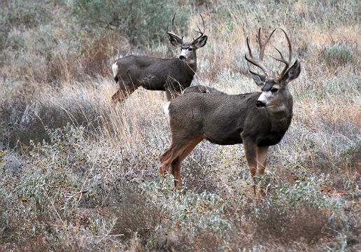 Two mule deer bucks standing in a field Two mule deer bucks standing in a field