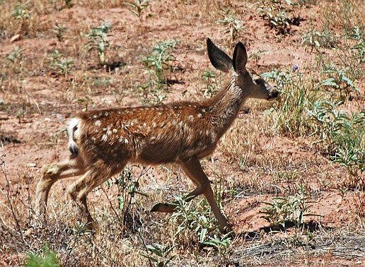 Young, spotted mule deer trotting along grasses in open field