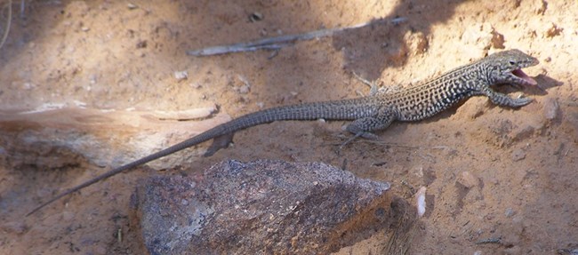 Long lizard laying on red sandstone rock. Its tail is the same length as its torso