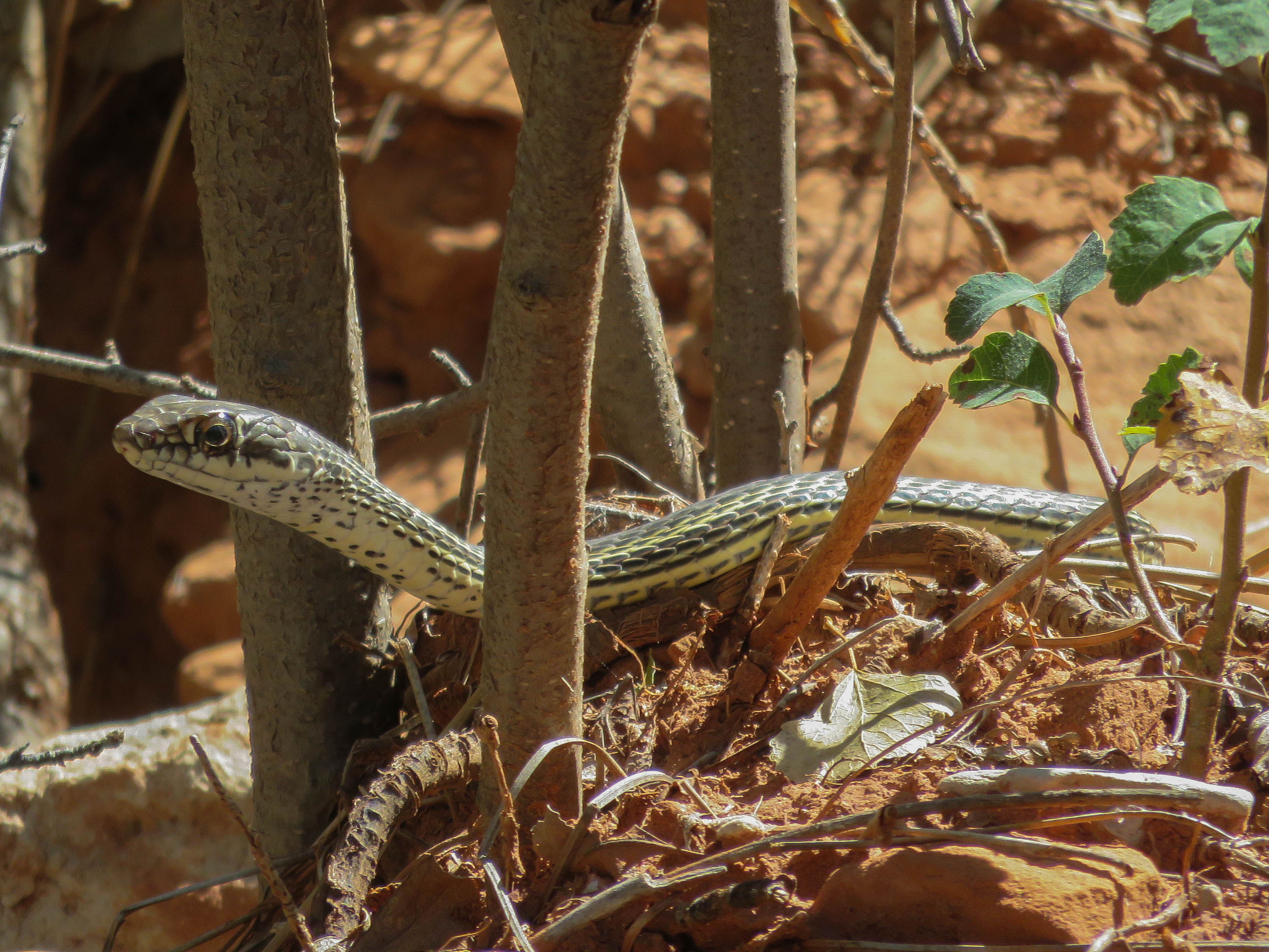 Reptiles Zion National Park (U.S. National Park Service)