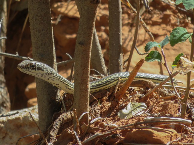 Small snake head peeking around grassy stems