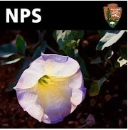icon of the wildflower app featuring a white flower