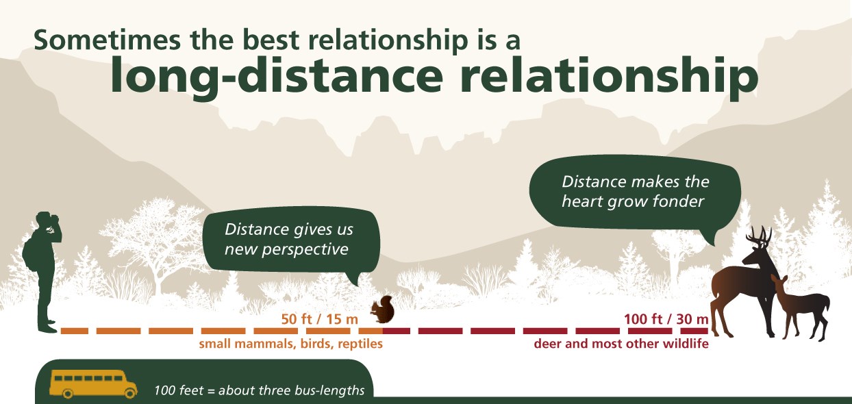 Graphic that shows how visitors should view wildlife from a distance of 50 feet for small mammals and birds, and 100 feet for deer and most other animals.