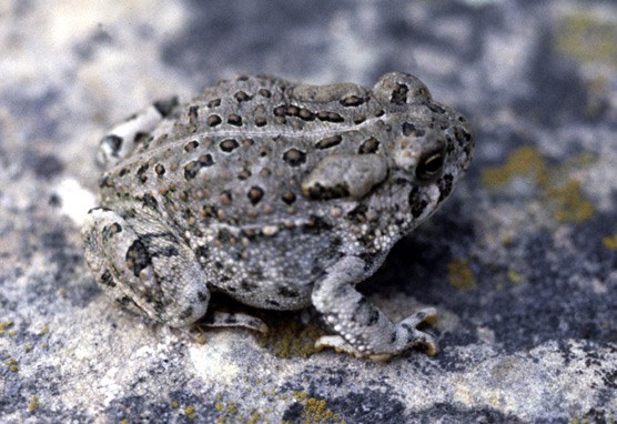 Woodhouse Toad