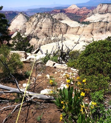 Transect tape lays on ground near cliff edge with live and dead vegetation, including yellow flowers. White and pink rock formations are in background Transect tape lays on ground near cliff edge with live and dead vegetation, including yellow flowers. White and pink rock formations are in background