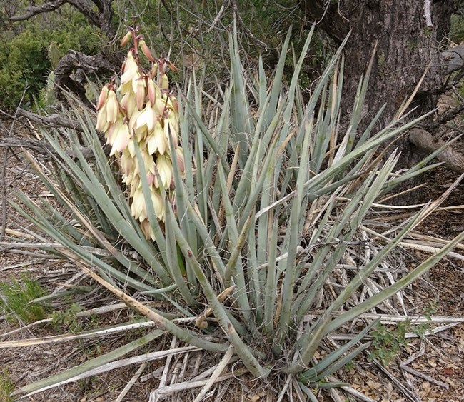 Flowering Banana Yucca