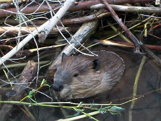 beaver in water with sticks beaver in water with sticks