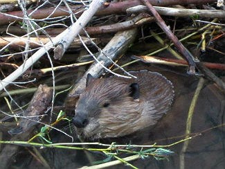 beaver in water with sticks