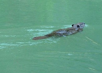 beaver swimming in river