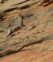 a young bighorn climbs up steep slickrock