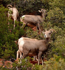 3 bighorn sheep eating shrubs