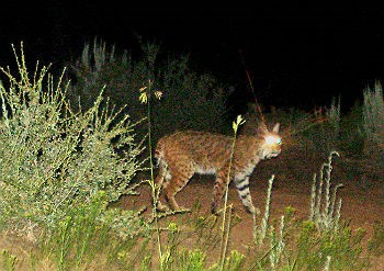 Bobcat walking at night in Zion wilderness Bobcat walking at night in Zion wilderness