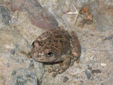 Canyon Tree Frog