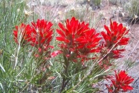 Desert Paintbrush