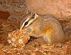 cliff chipmunk with pine cone