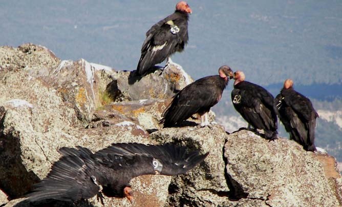 california condors