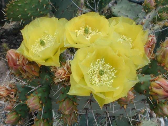 Engelmann prickly pear